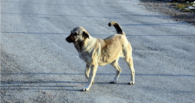 İstanbul Barosu’ndan sokak köpeği kurultayı