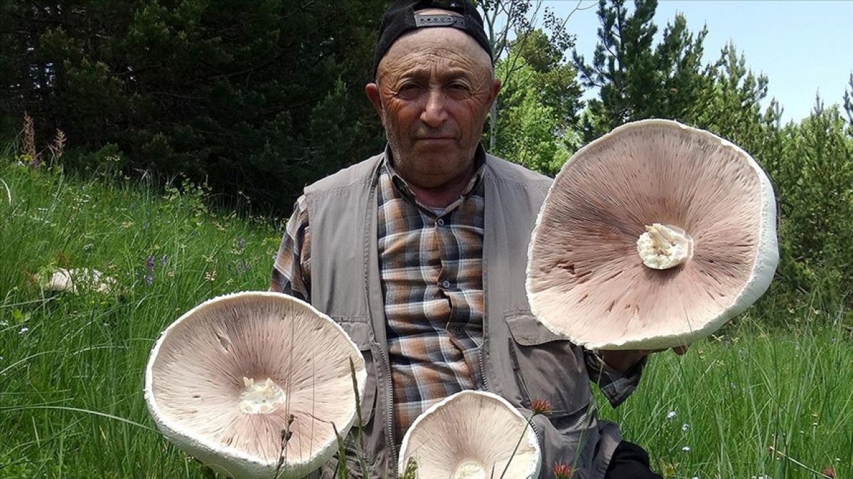 Kars’ta yağışların ardından çıkan dev mantarlar şaşırtıyor
