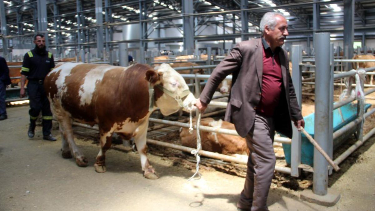 Kurban pazarlarında hareketlilik başladı