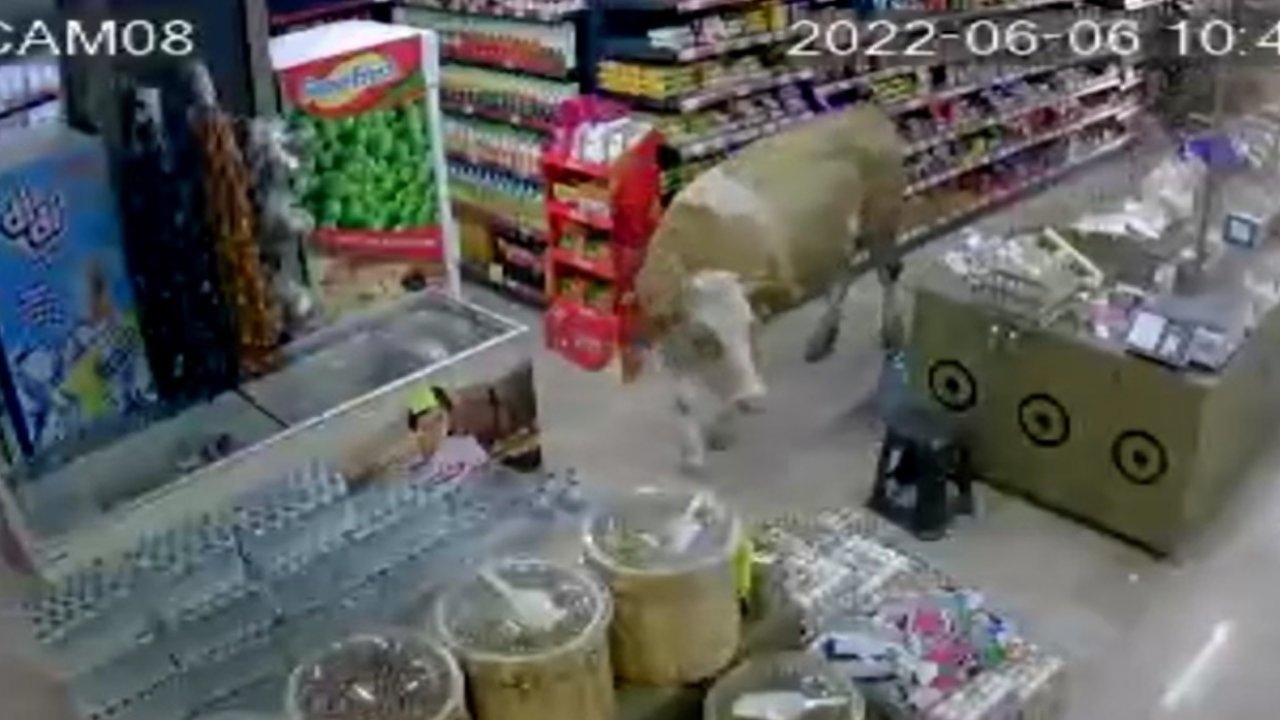 Markete giren inekler reyon reyon gezdi: Elleri boş çıktı