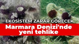 Marmara Denizi’nde yeni tehlike: Ekosistem zarar görecek