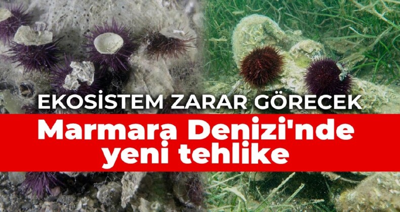 Marmara Denizi’nde yeni tehlike: Ekosistem zarar görecek