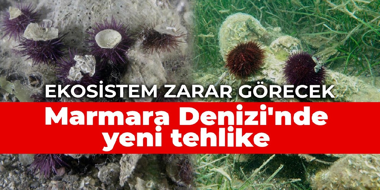 Marmara Denizi’nde yeni tehlike: Ekosistem zarar görecek