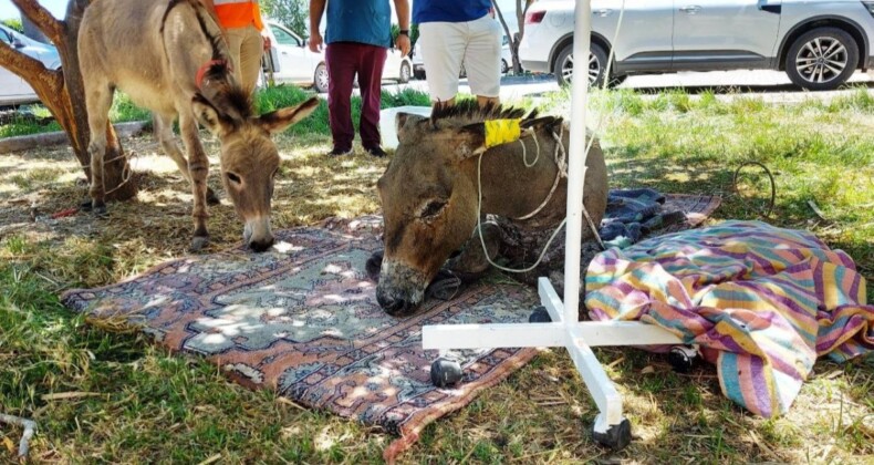 Marmaris’teki orman yangınından 4 gün sonra sağ kurtulan eşek, tedaviye alındı