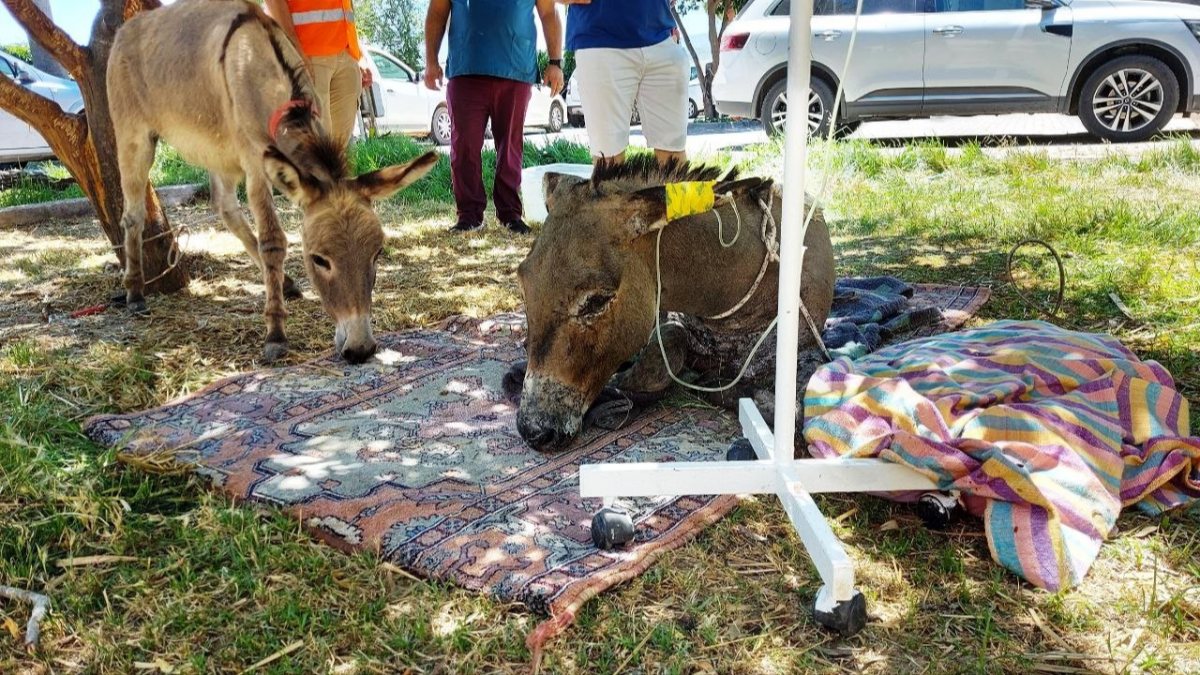 Marmaris’teki orman yangınından 4 gün sonra sağ kurtulan eşek, tedaviye alındı