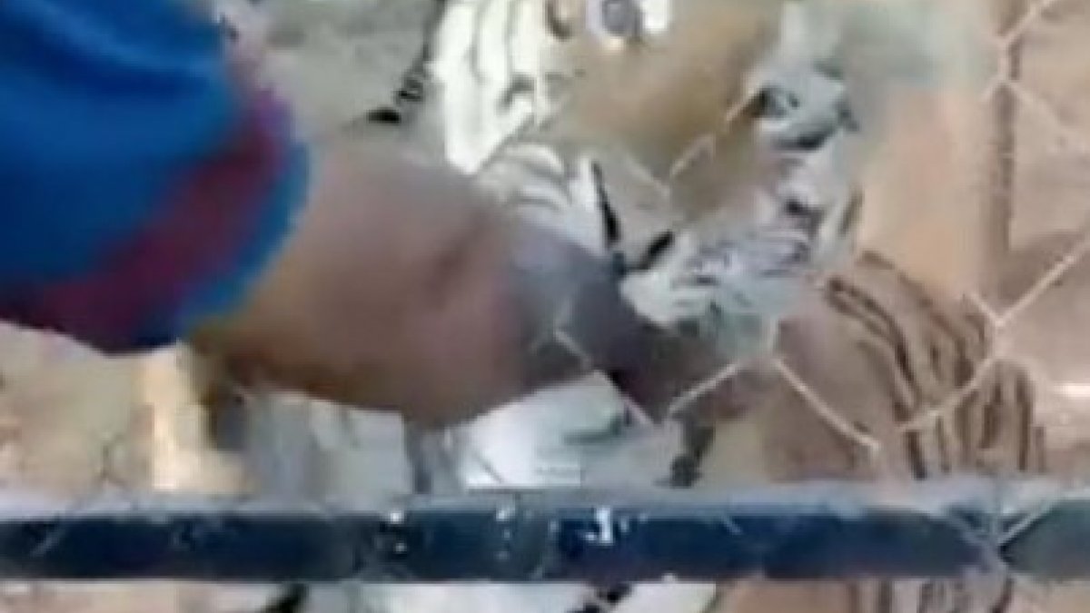 Meksika’da bakıcısı olduğu kaplanın saldırısına uğrayan kişi öldü