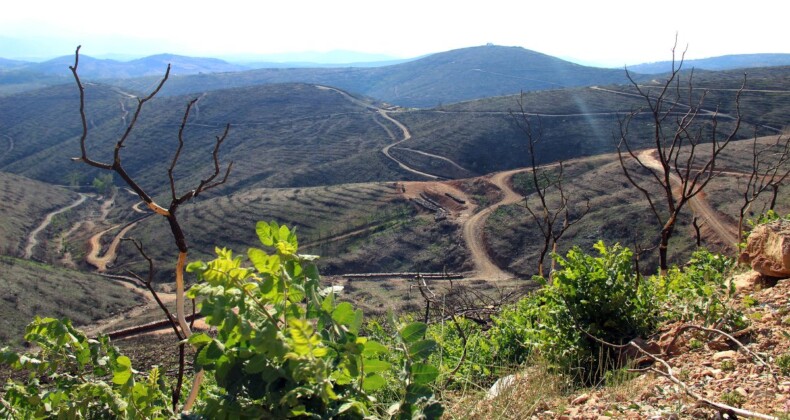 Muğla’da bir yıl önce yanan yerler yeşile büründü