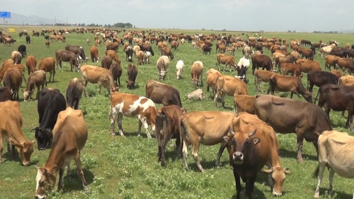 Muş’taki büyükbaşlar, yurda 10 milyar TL’den fazla katkı sağlıyor