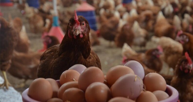 Nisanda 1,59 milyar adet tavuk yumurtası üretildi