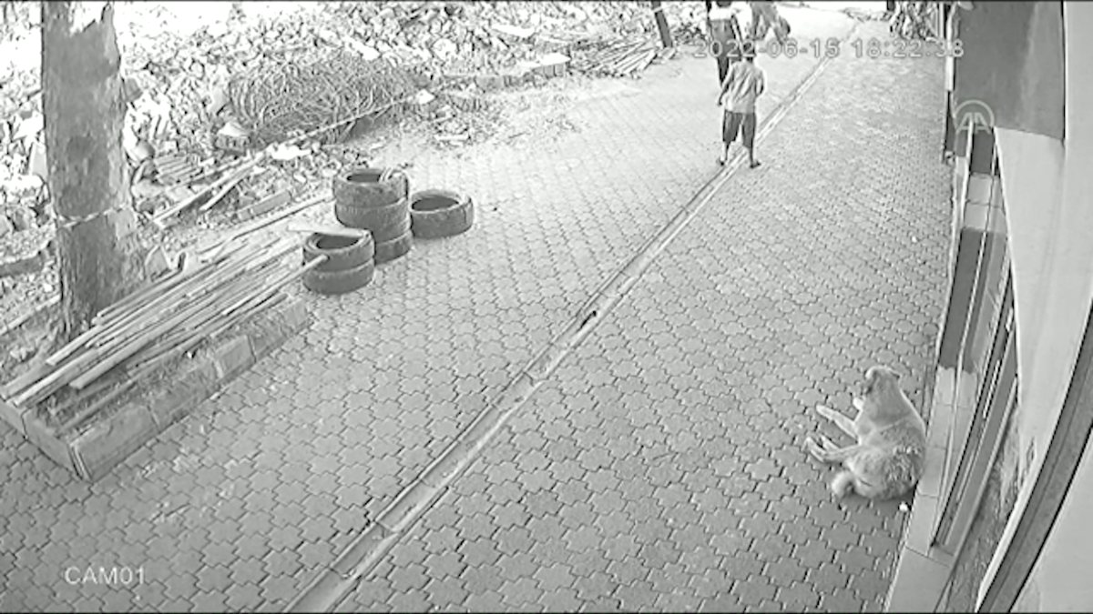 Ordu’da köpeği sevmek isteyen çocuk saldırıya uğradı