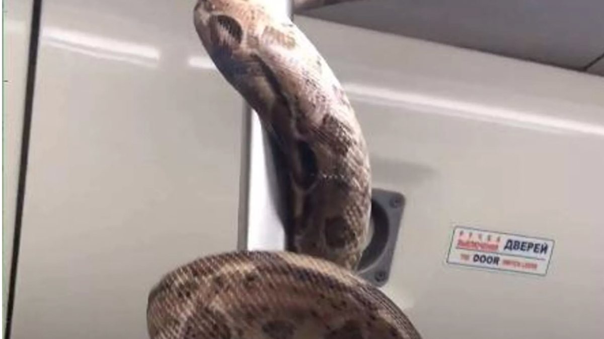 Rusya’da metroda taşınan piton yolcuları korkuttu