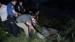 Samsun’da 3 gün derede mahsur kalan at kurtarıldı