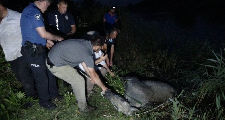 Samsun’da 3 gün derede mahsur kalan at kurtarıldı