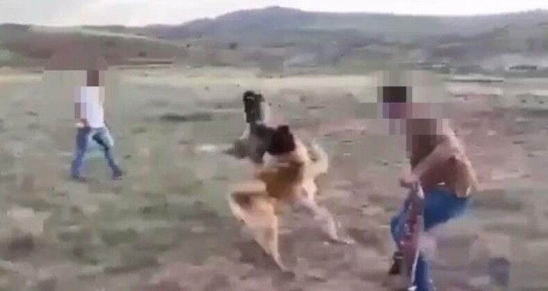 Sivas’ta köpekleri dövüştürenler hakkında suç duyurusu