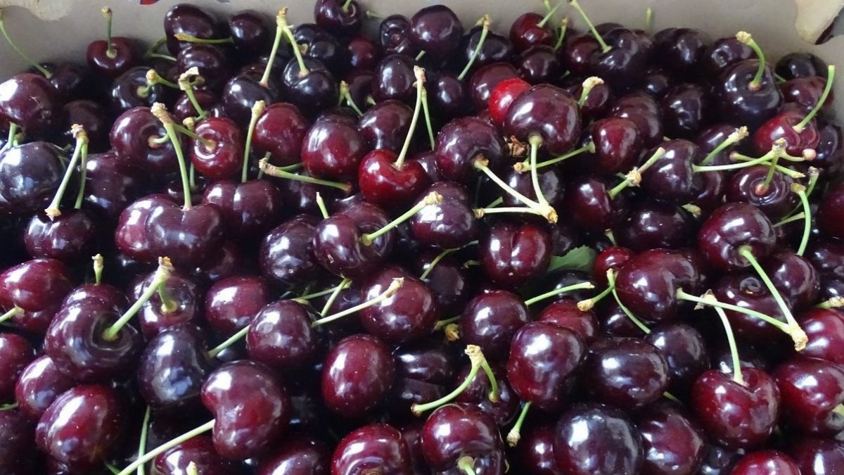 Tekirdağ’da kiraz hasadı devam ediyor