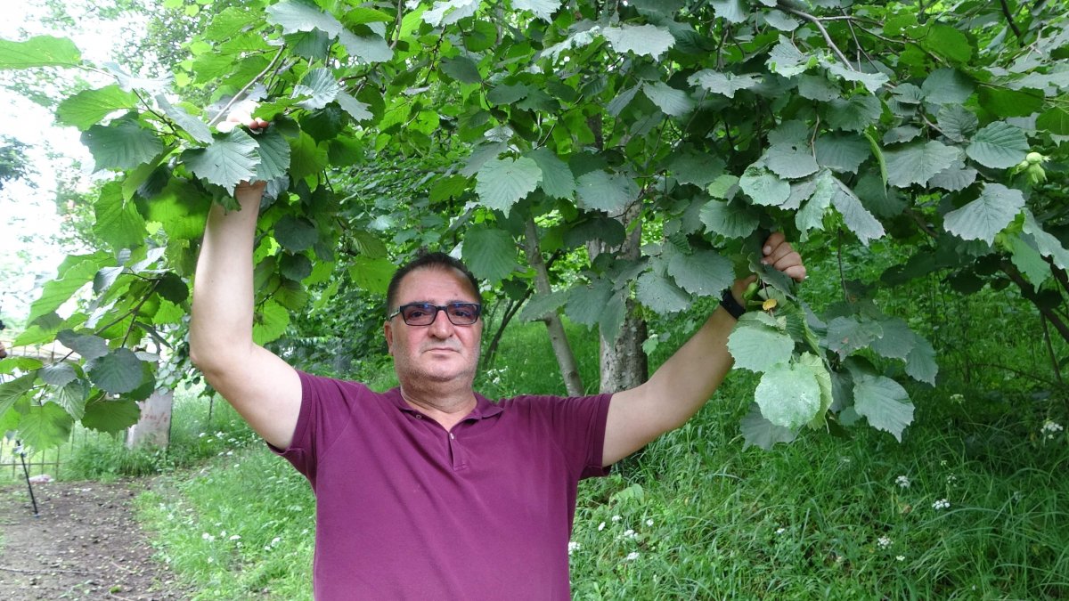 Trabzonlu fındık üreticisi ‘Drakula’ yok diye sevinçli