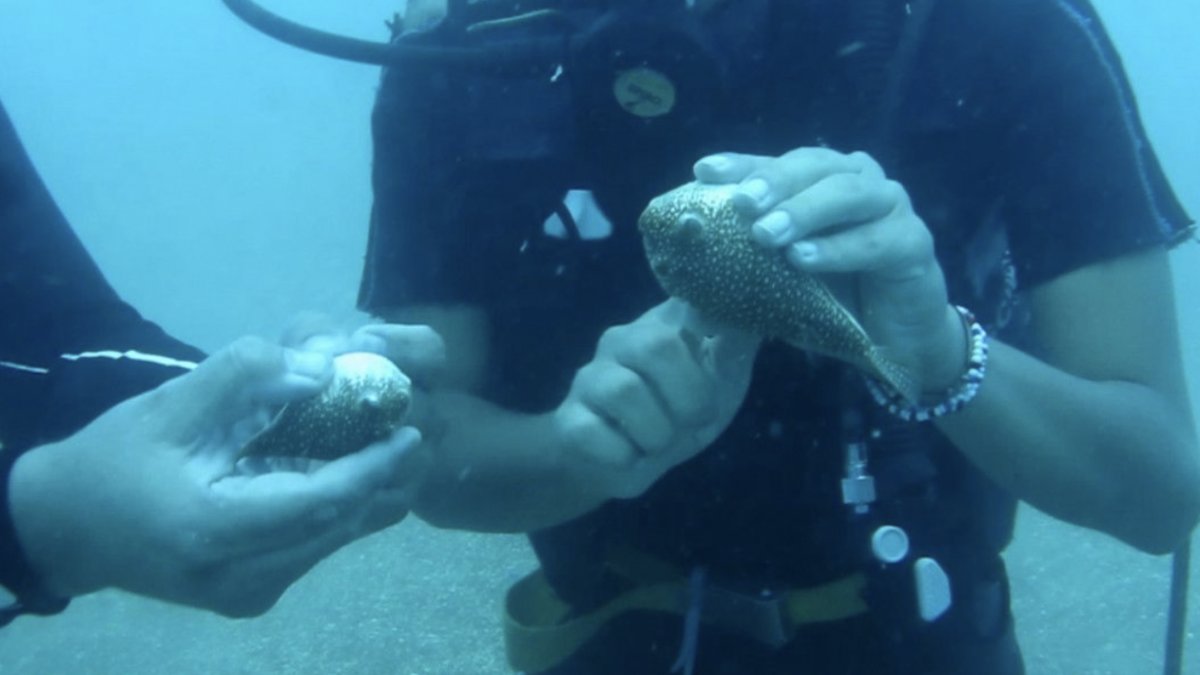 Akdeniz’de balon balıkları, yiyecek için dalgıçları takip ediyor