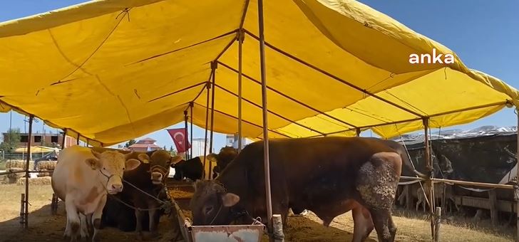 Alıcı pahalı diyor, satıcı ucuz: Gelin hesabını siz yapın