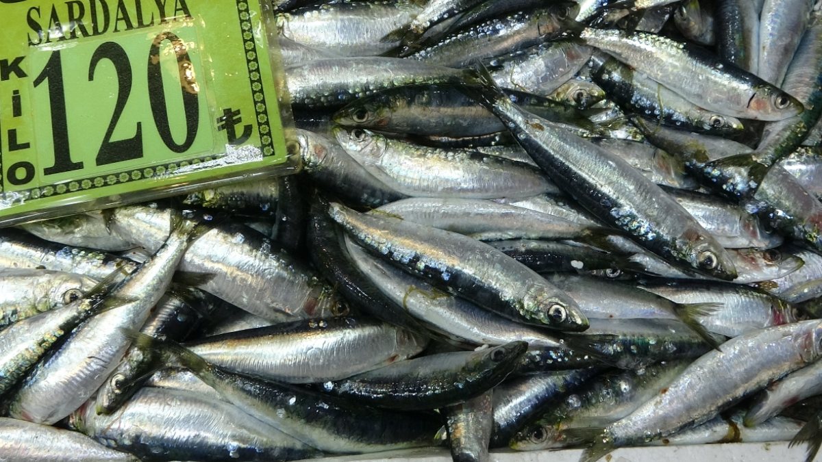 Çanakkale’de sardalyanın kilosu 120 liraya çıktı