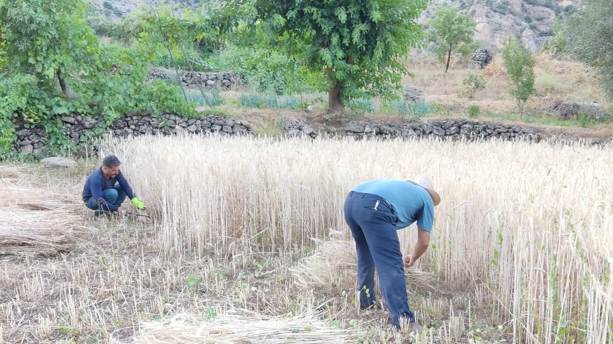 Çukurca’da buğday hasadı başladı