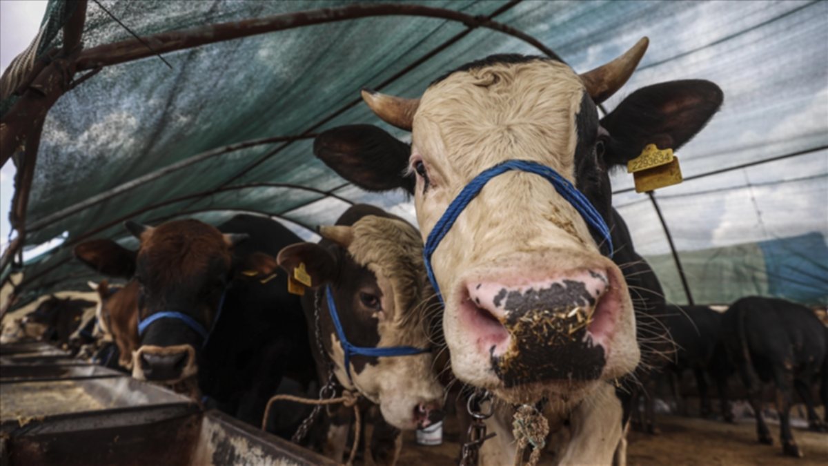 Hangi hayvanlar kurban olarak kesilmez?