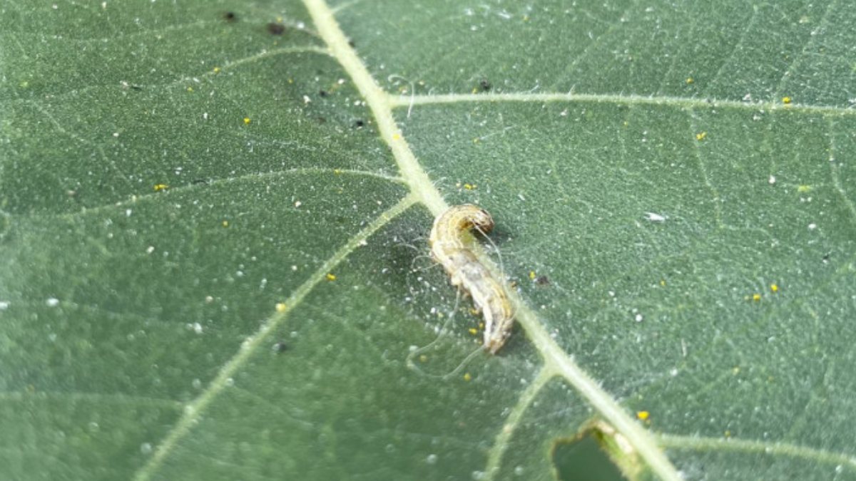 İstanbul’da 4 ilçede görülen çayır tırtılı, 25 bin dekarlık alanda etkili oldu