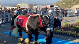 İstanbul’da büyükbaş kurbanlıkların güzellik yarışı