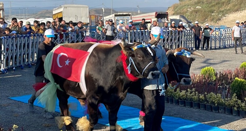 İstanbul’da büyükbaş kurbanlıkların güzellik yarışı