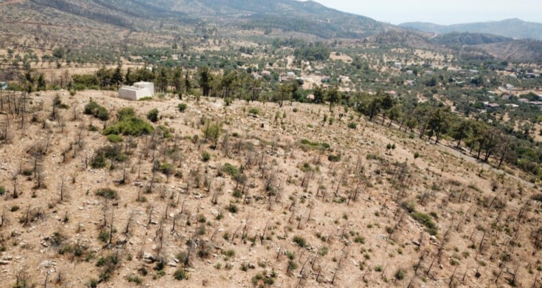 Muğla’da geçen yıl yanan tepeler yeşeriyor