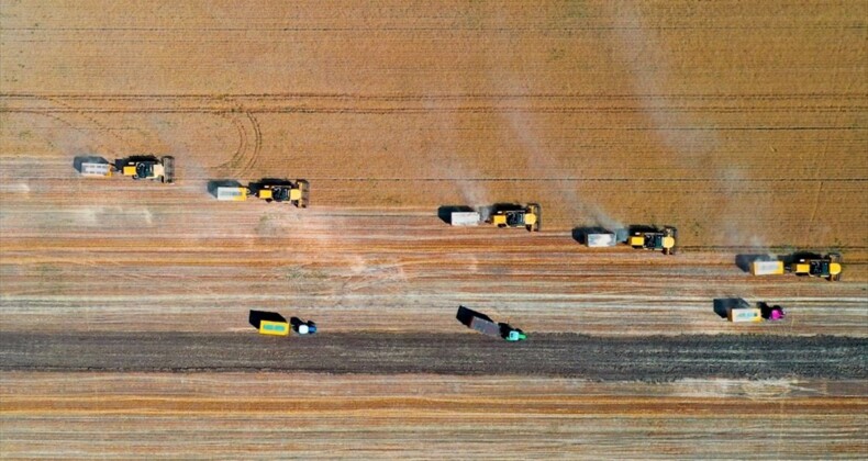 Muş Ovası’ndan buğday rekoltesi beklentisi 375 ton
