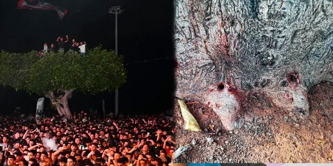 Yarım asırlık ağaca asitli saldırı