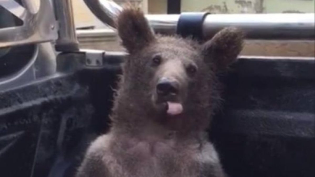 Düzce’de bal komasına giren ayı yuvasına döndü