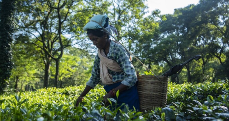 Hindistan’da çay işçilerinin ücretlerine zam yapıldı