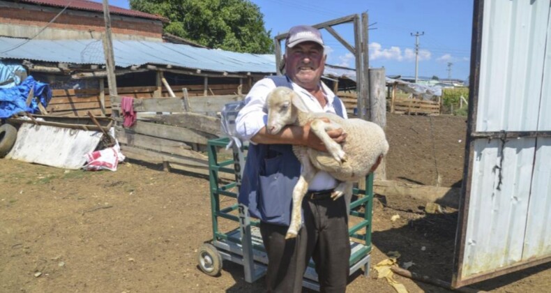 Kastamonu’da hayvan yetiştiricisi adam, 11 bin lira maaşla çoban bulamıyor