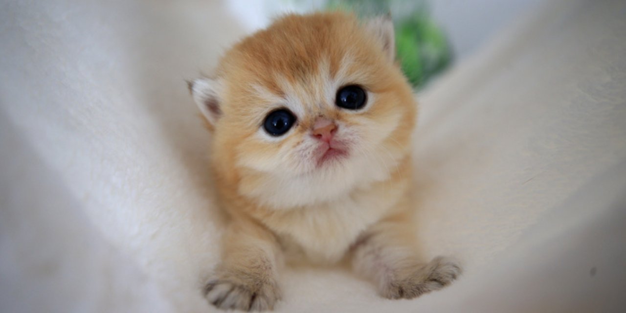 Kendini kedi sanan öğrenciye senatörden cevap