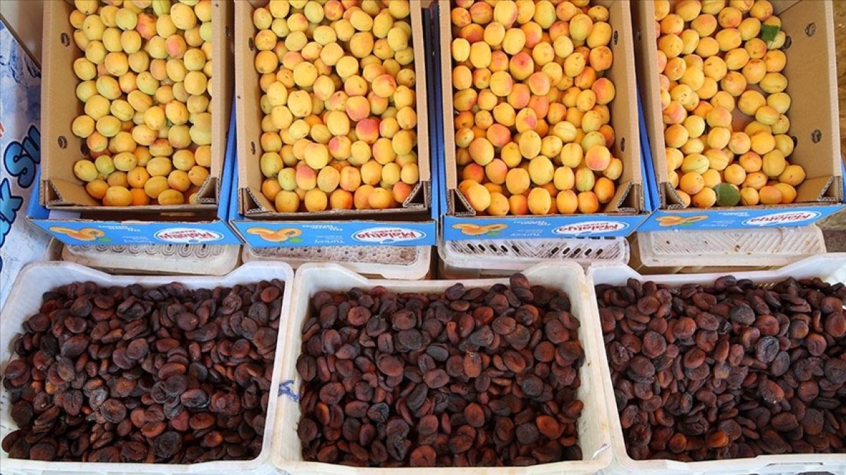 Malatya’dan kuru kayısı ihracatı bereketli başladı