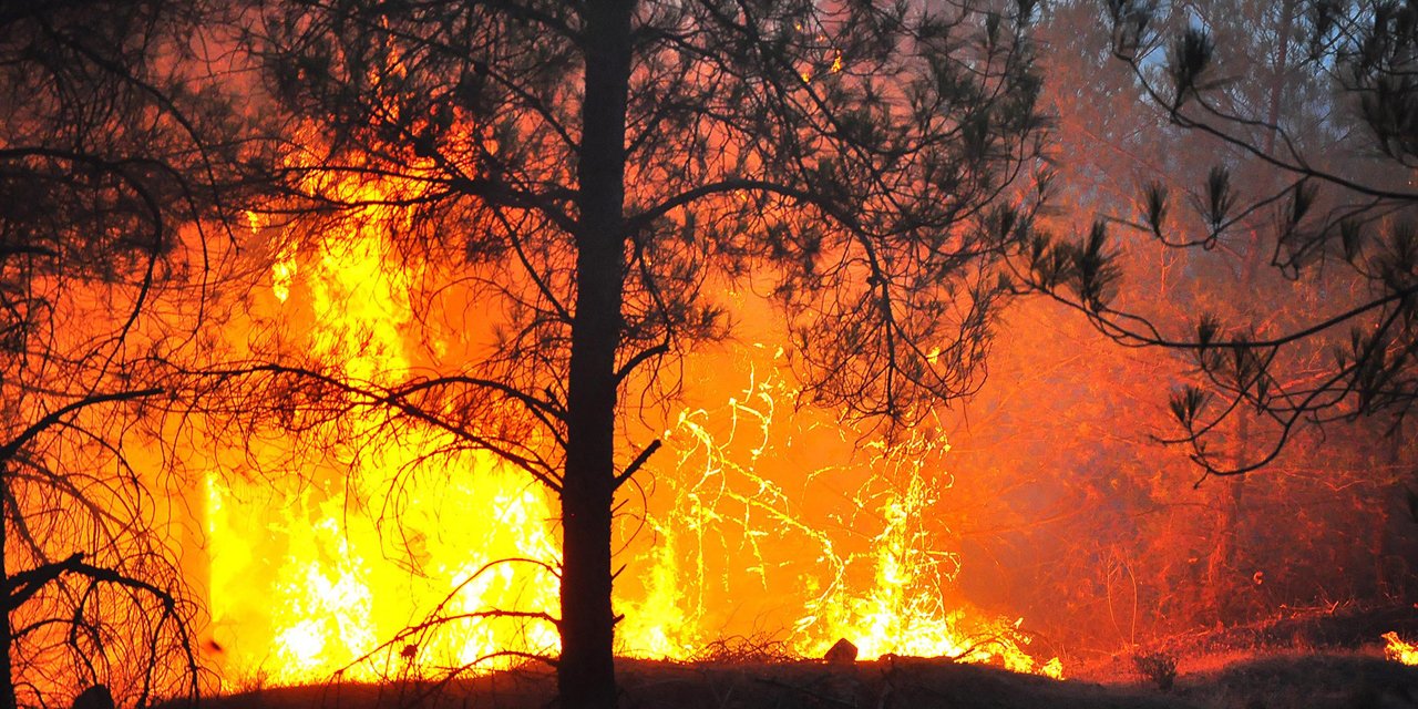 Manisa’da 5 gün arayla yangın: 444 hektar alan yandı