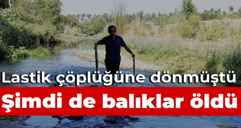 Atık lastik çöplüğüne dönmüştü: Aynı derede balık ölümleri