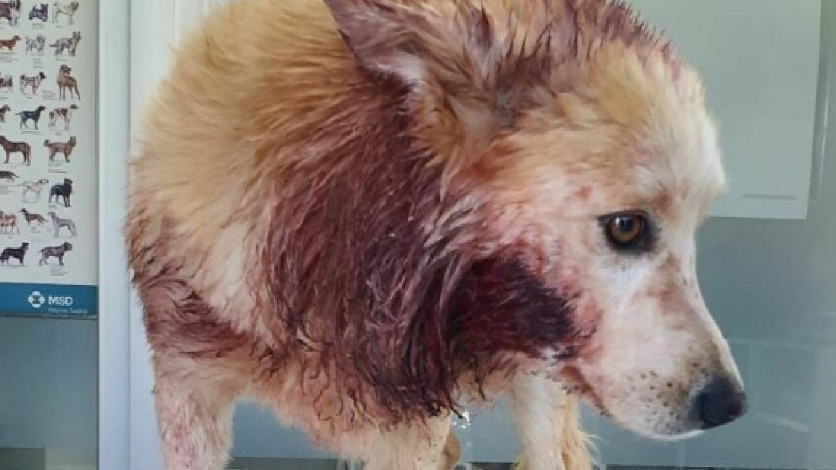 Aydın’da bir kişi, çaldığı köpeğin çenesini bıçakla kesti