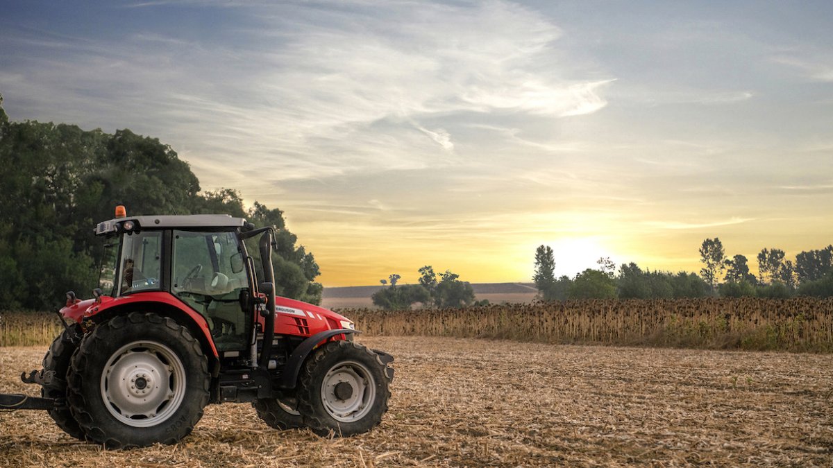 Bandırma’da çiftçiler ‘sarı gelin’ hasadında