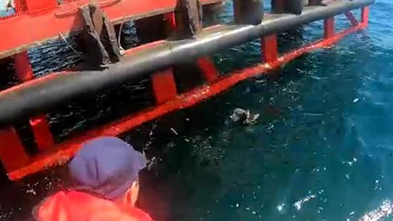 Denizde kaybolan köpeği Sahil Güvenlik kurtardı