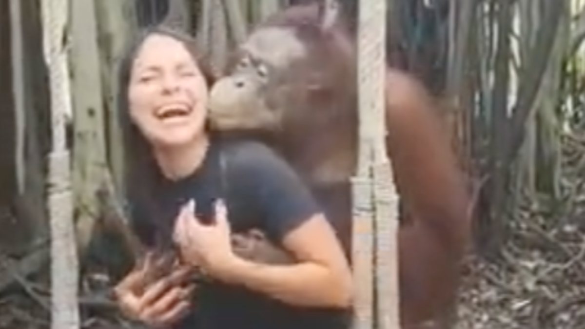 Hayvanat bahçesindeki orangutan, kadın turisti öpücüğe boğdu