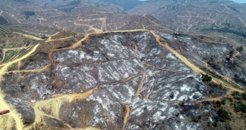 İzmir’de 430 hektarlık orman yangınının sanığı istinafta beraat etti