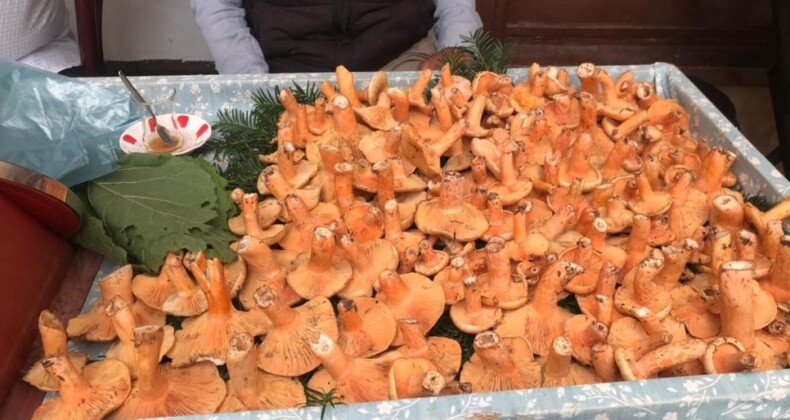 Kanlıca mantarının kilosu 100 liradan satılıyor