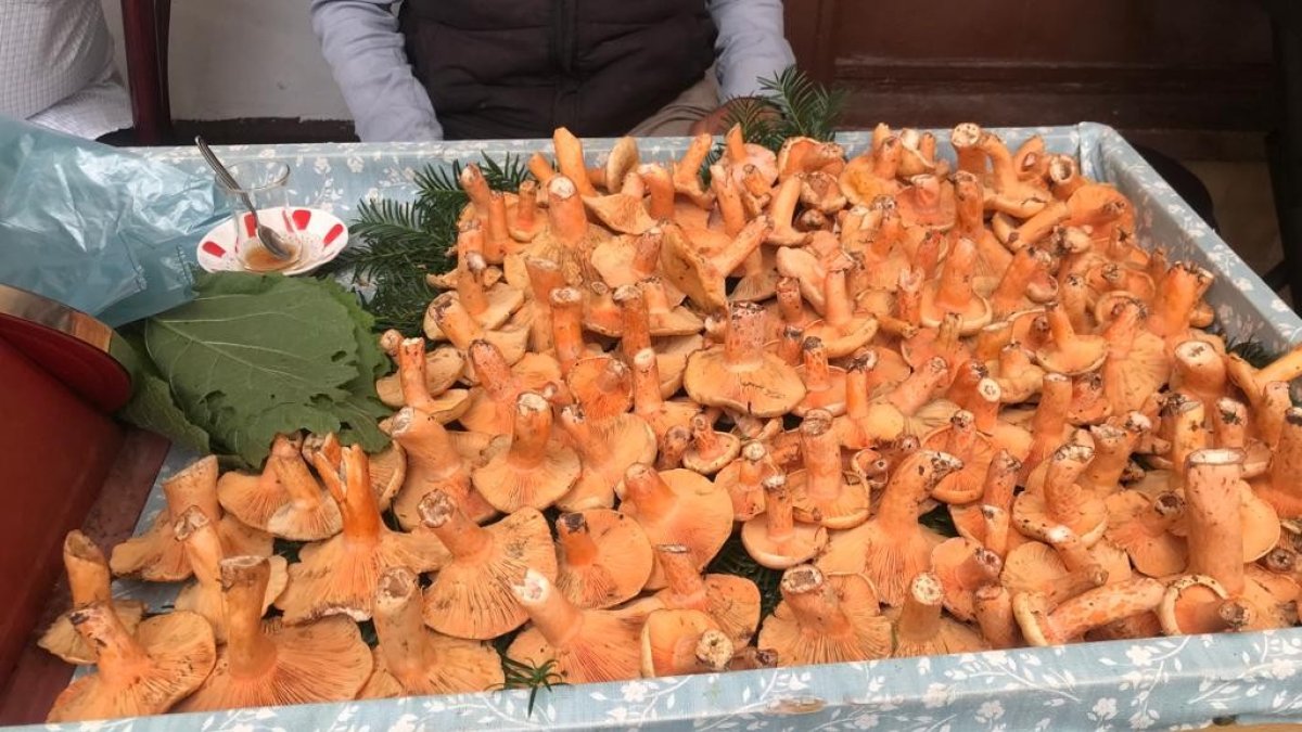 Kanlıca mantarının kilosu 100 liradan satılıyor