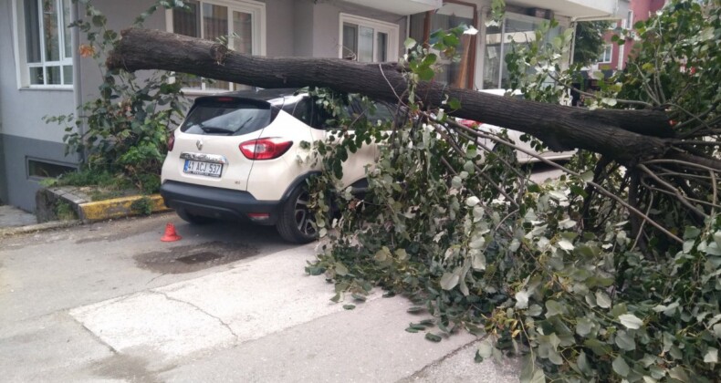 Kocaeli’de park halindeki otomobilin üzerine ağaç devrildi