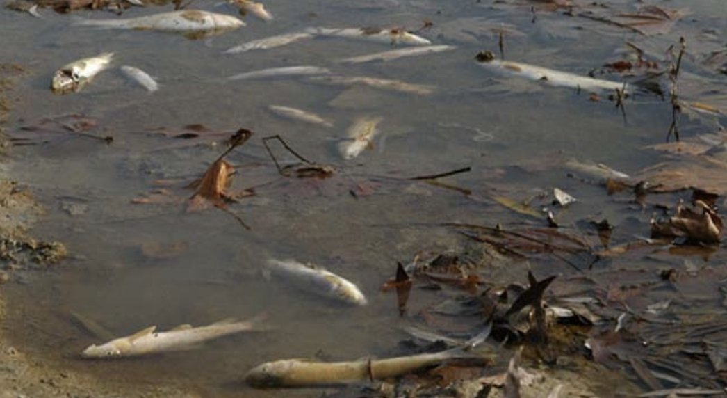 Osmaniye’de balık ölümleri görülmesi üzerine inceleme başlatıldı