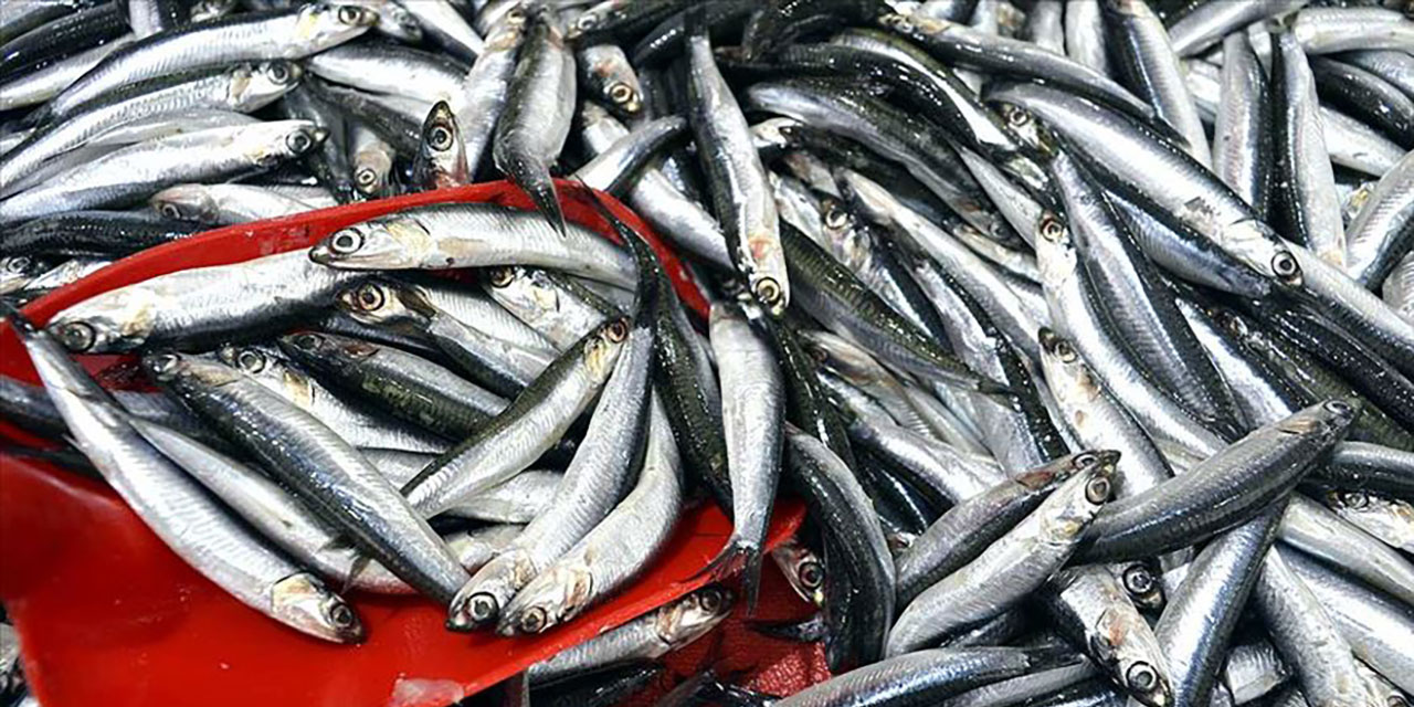 Palamut 70 ila 75 lira, hamsi 60-70 lira