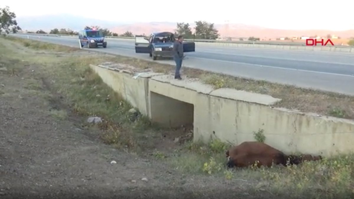 Afyonkarahisar’da otomobil ata çarptı