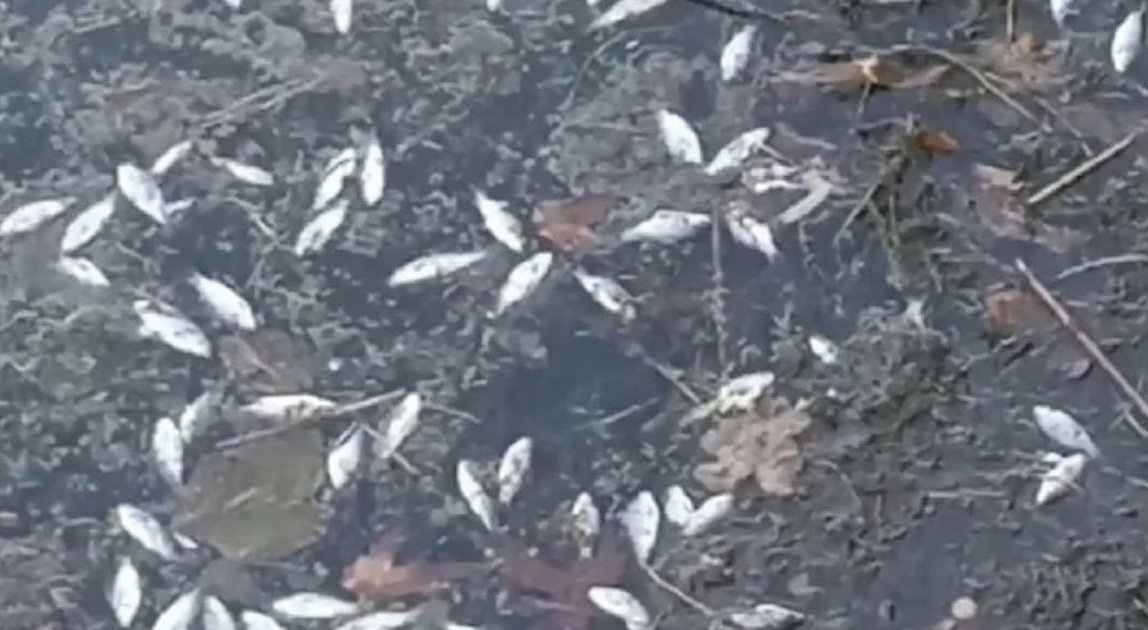 Ankara’da çok sayıda ölü balık su yüzeyine vurdu